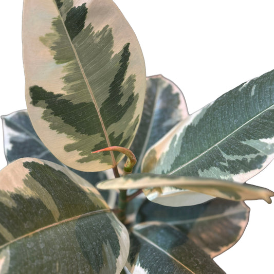 Ficus Elastica Tineke