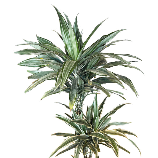 Dracaena Silver
