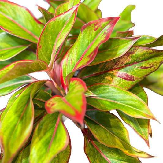 Aglaonema Siam Arora