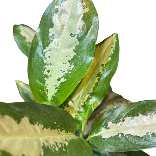 Aglaonema Silver