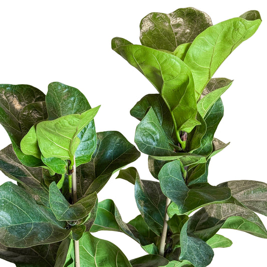 Ficus Lyrata