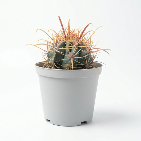 Kakteen Haage 5 cm pots -9 cms height