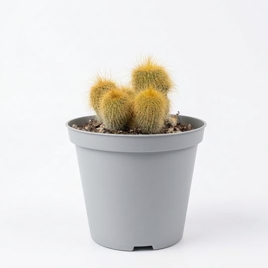 Parodia lenninghausii 5 cm pots -9 cms height
