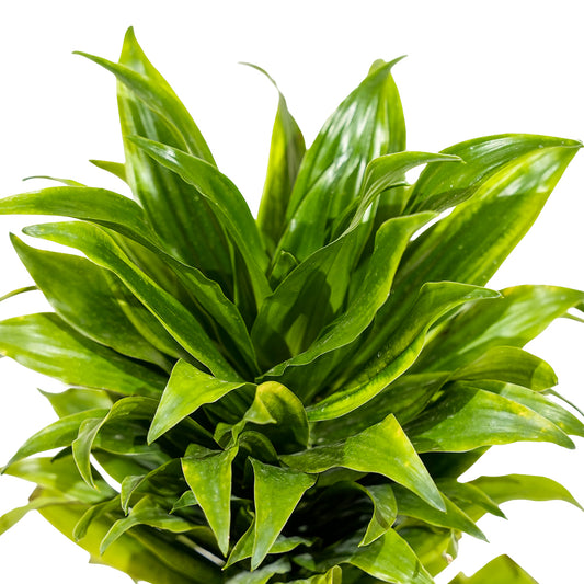 Dracaena Fr Compacta 14 cm pots