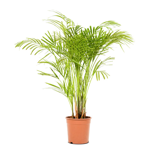 Dypsis Lutescens (Areca)