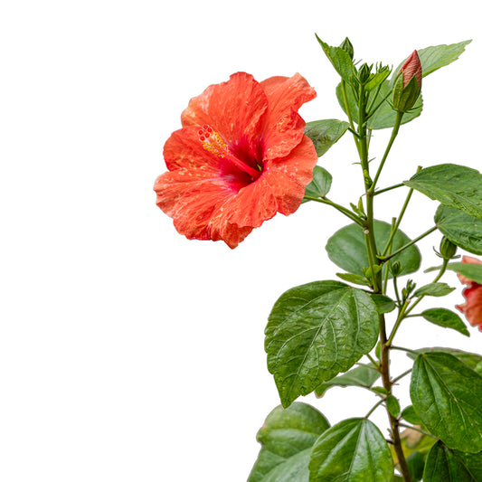 Hibiscus Tiliaceus Senisis