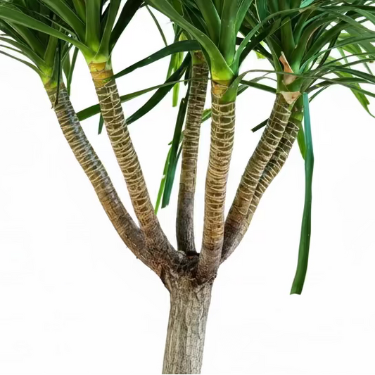 A close-up of a potted Dracaena massangeana, also known as a snake plant, with green leaves and textured brown stems, set against a blurred indoor background.