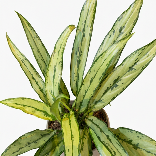Aglaonema Mixed