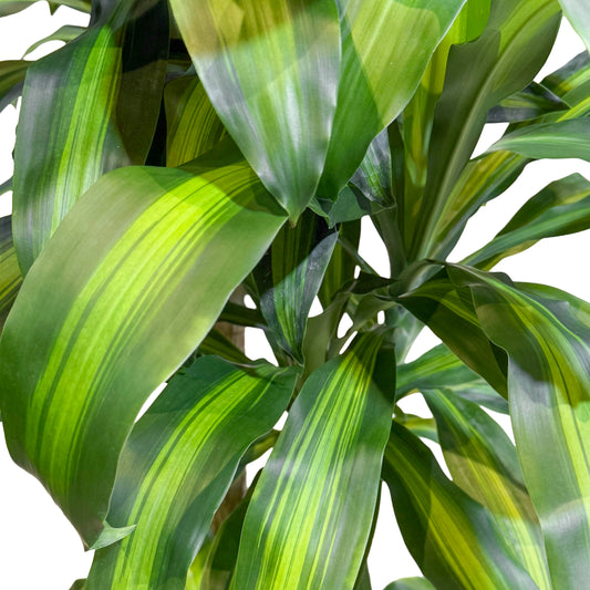 Dracaena Massangeana