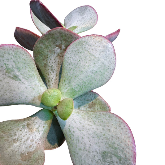 CRASSULA SILVER