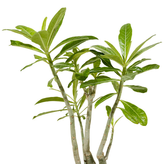 Adenium Obesum