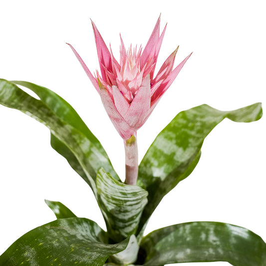 Aechmea mixed Aecmea mixed 3 colours - 15 cm pots