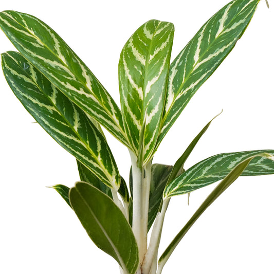 Aglaonema Ivy Green 11 cms - 30 cms height