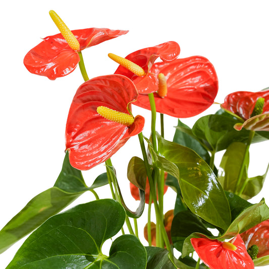 Anthurium mixed 4 colours mixed - 17 cm pots
