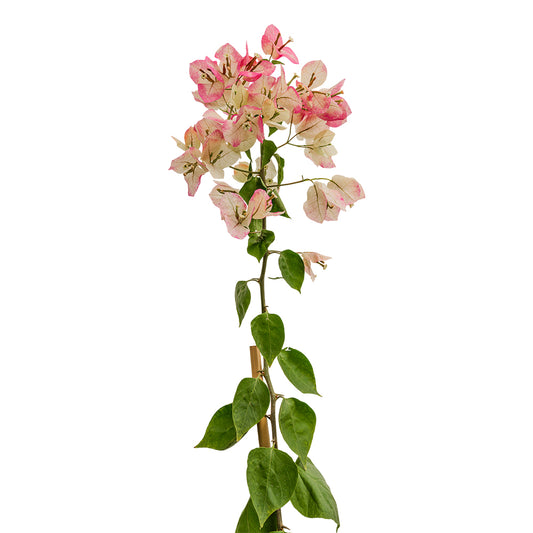 Bougainville with Stick