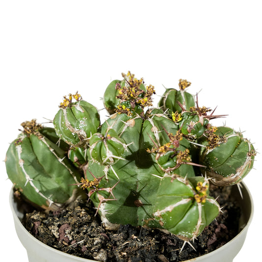 Cactus Mix