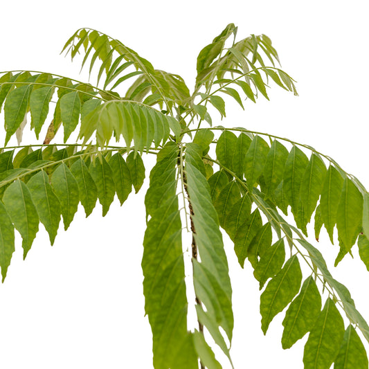 Curry Leaves