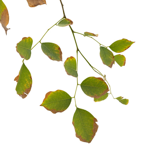 Dalbergia Sissoo