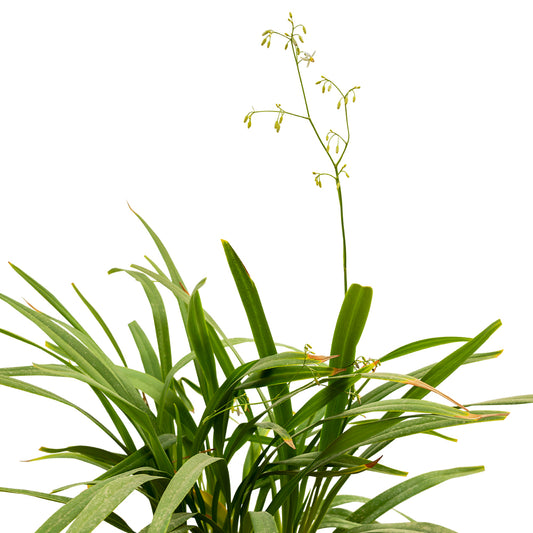 Dianella