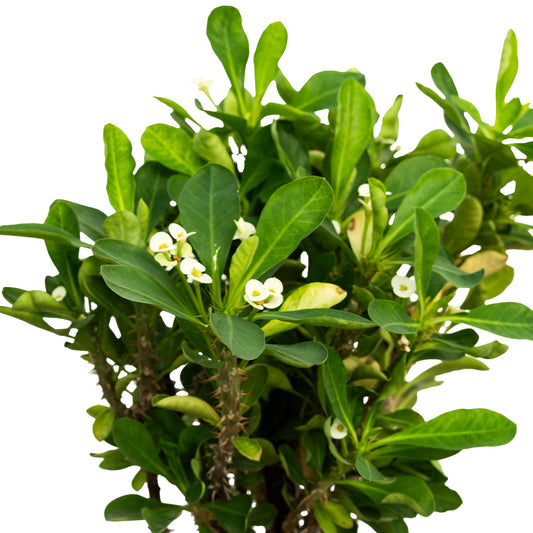 Euphorbia Grandiflora