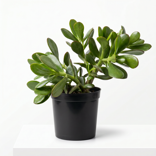 CRASSULA GREEN S:14CM