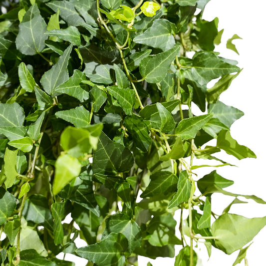 Hedera Helix Green