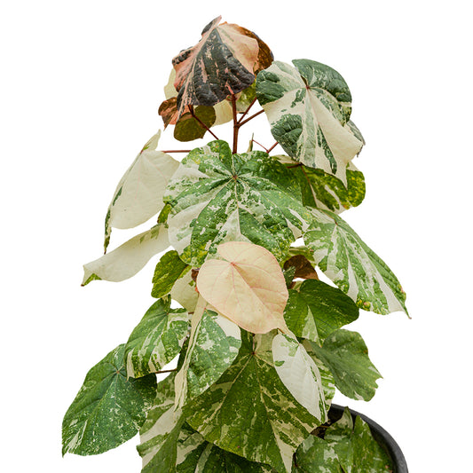 Hibiscus Tiliaceus