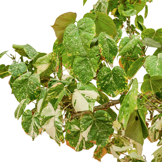 Hibiscus Telaceus