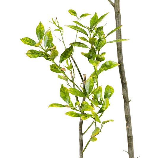 Lemon shahari