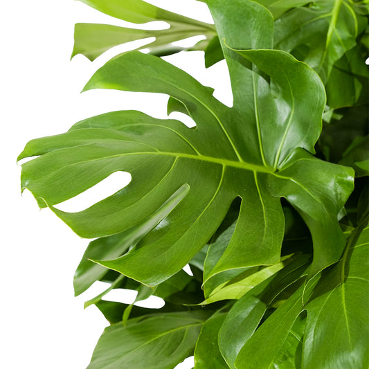 Monstera deliciosa