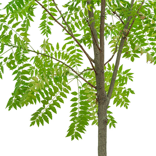 Neem 1.5 Dia width - 50 cms pots - 3 mtrs height