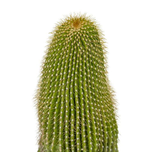 Neobuxbaumia polylopha 25 cms pots - 50 cms height
