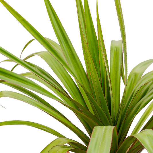 PANDANUS RED 25CM pots