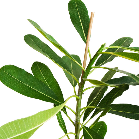 Plumeria