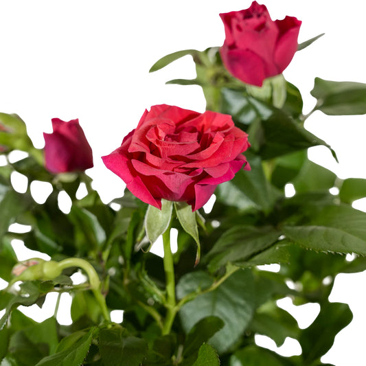 Rosa beau monde mixed 12 cm pots