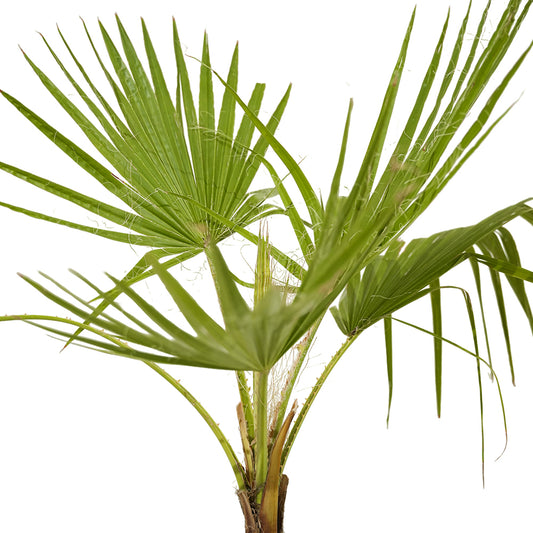 Washingtonia 3pp