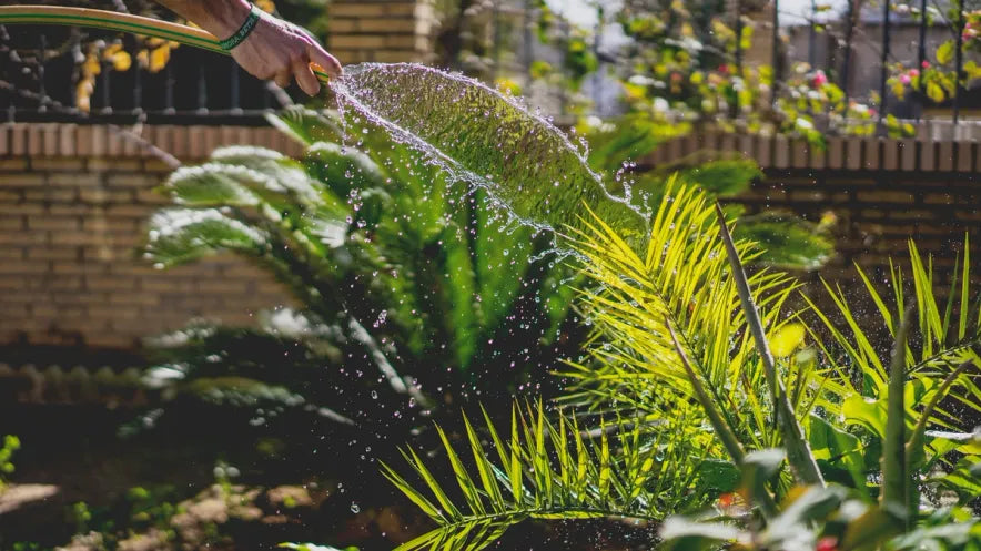 How to Water Your Garden and Maintain an Ongoing Watering Schedule