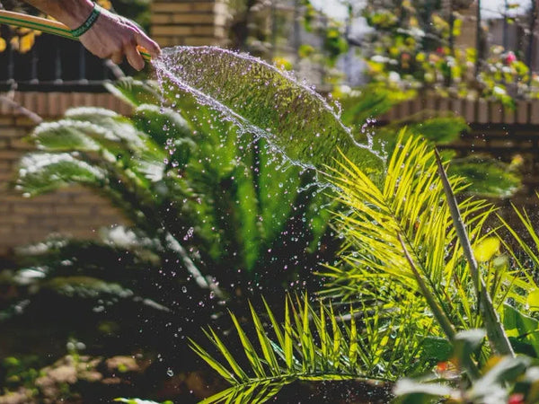 How to Water Your Garden and Maintain an Ongoing Watering Schedule