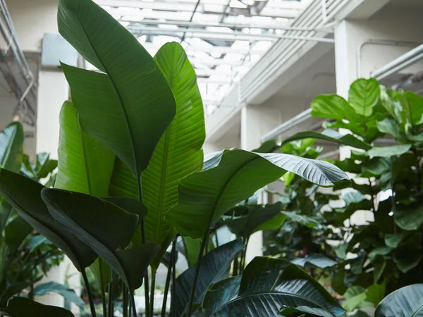 What is Biophilic Design?