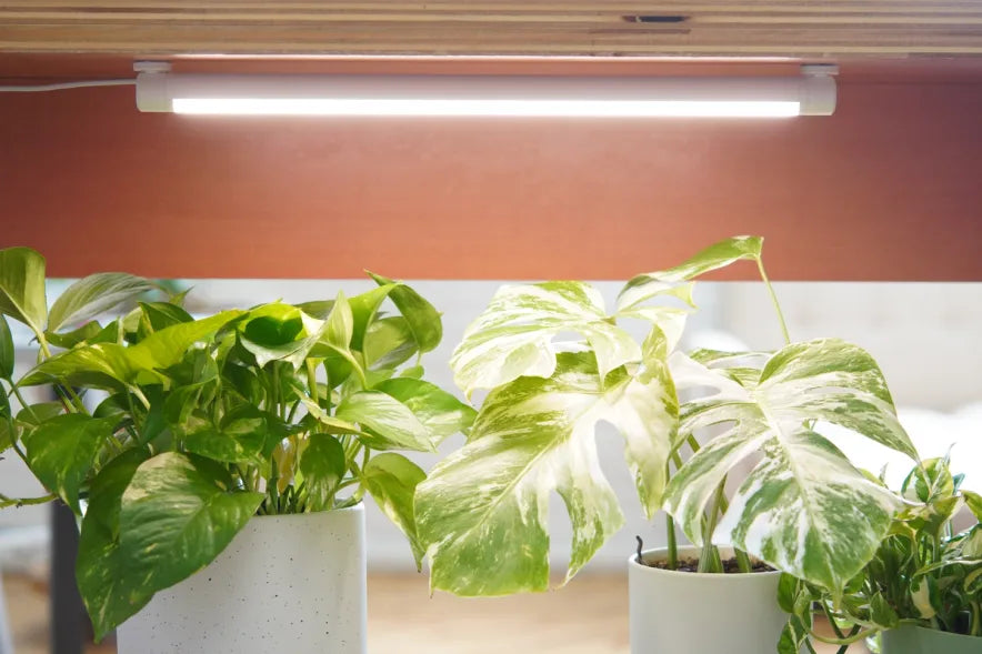 How to Use Grow Lights for Houseplants