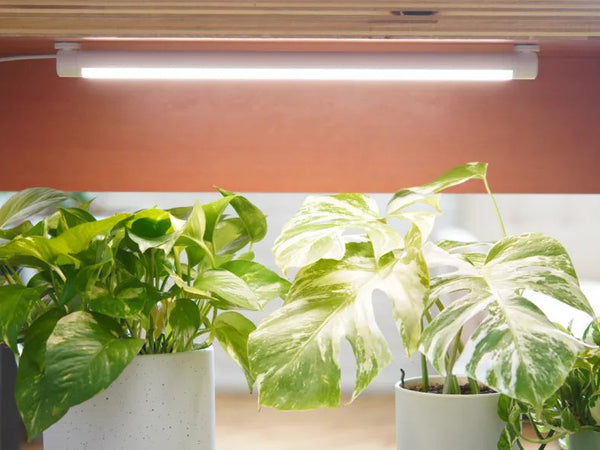 How to Use Grow Lights for Houseplants