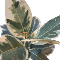 Ficus Elastica Tineke