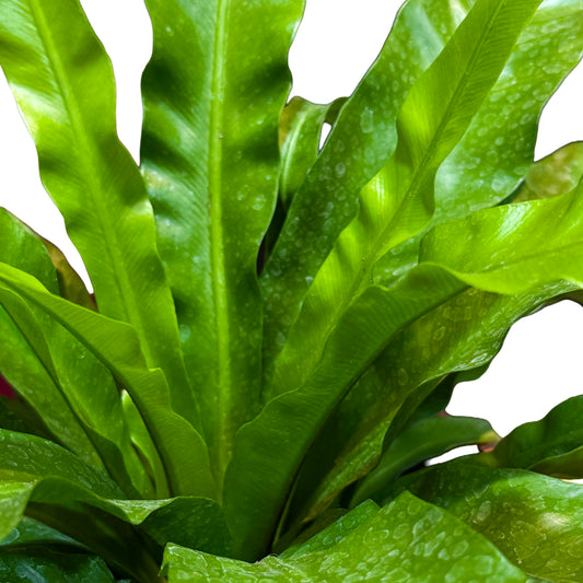 Asplenium Nidus