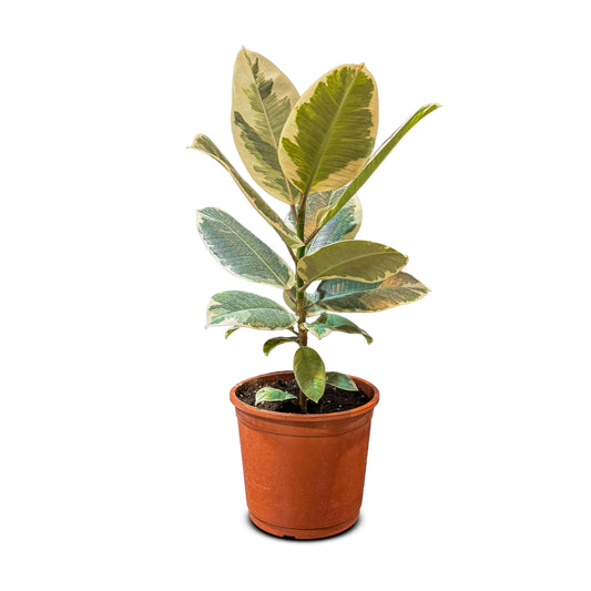 Ficus Elastica Tineke