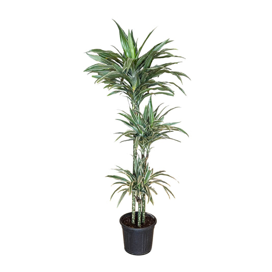 Dracaena Silver