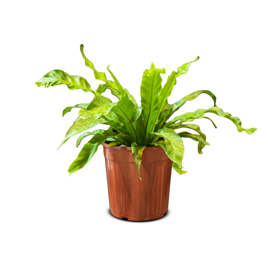 Asplenium Nidus