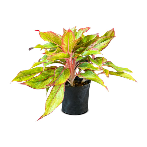 Aglaonema Siam Arora