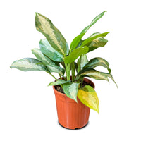 Aglaonema Silver
