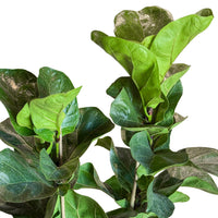 Ficus Lyrata