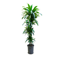 Dracaena Janet